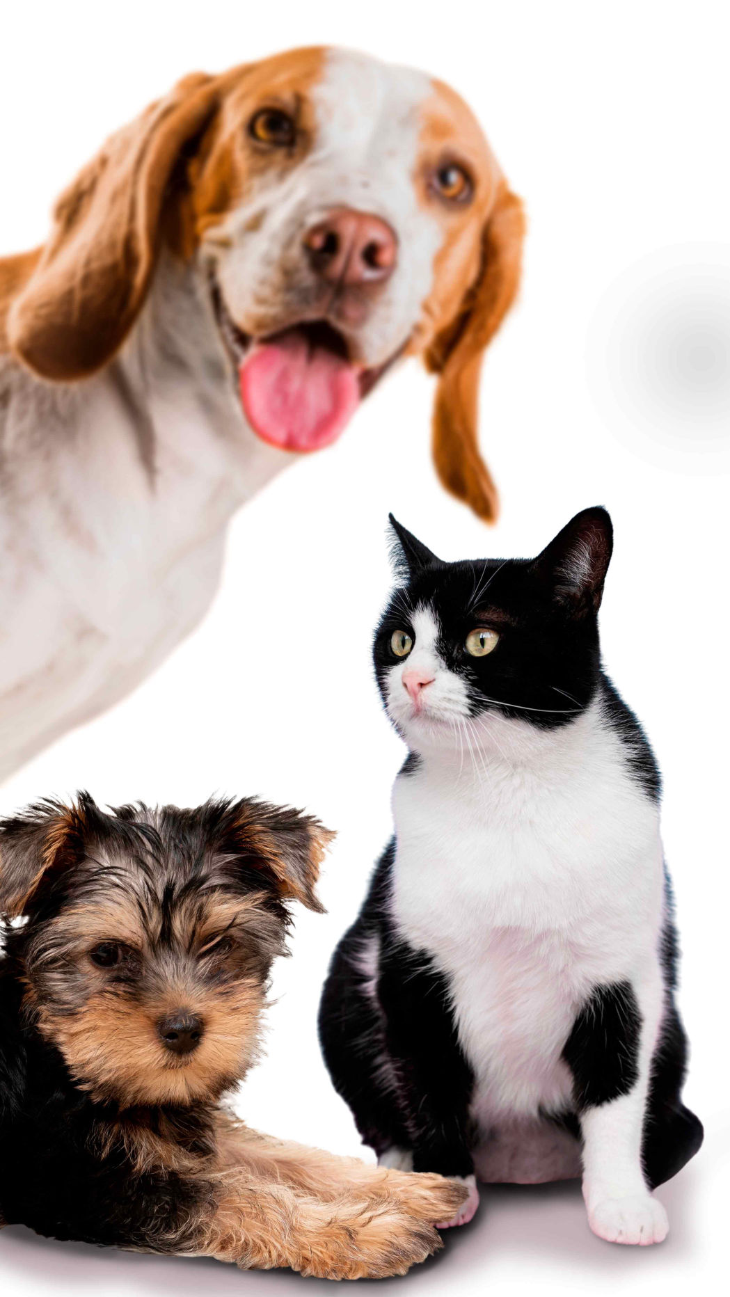 cane gatto